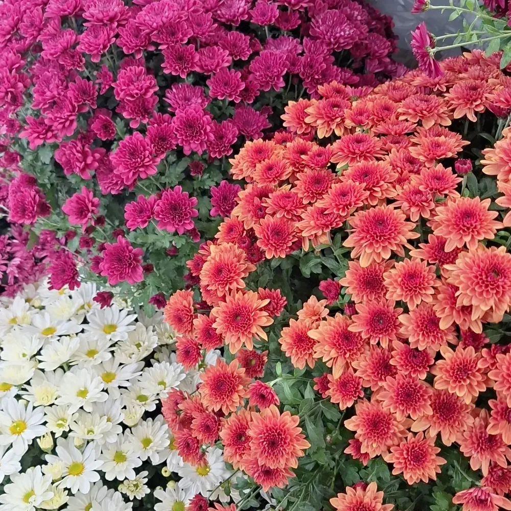 Fleurs