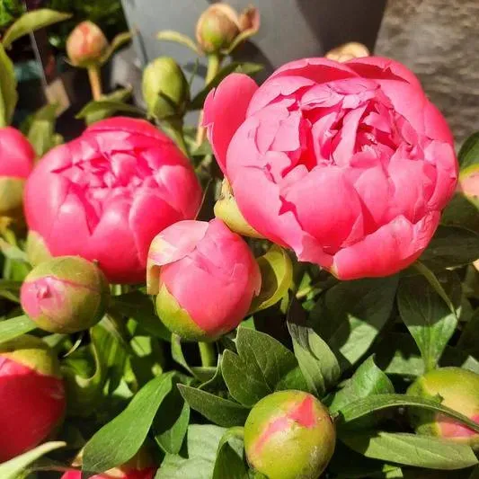 La pivoine est à l'honneur pour le mois de mai !