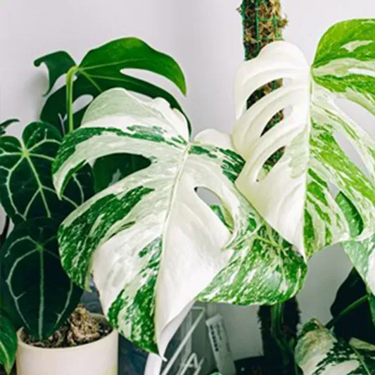 Qu'est-ce qu'une variegata ?