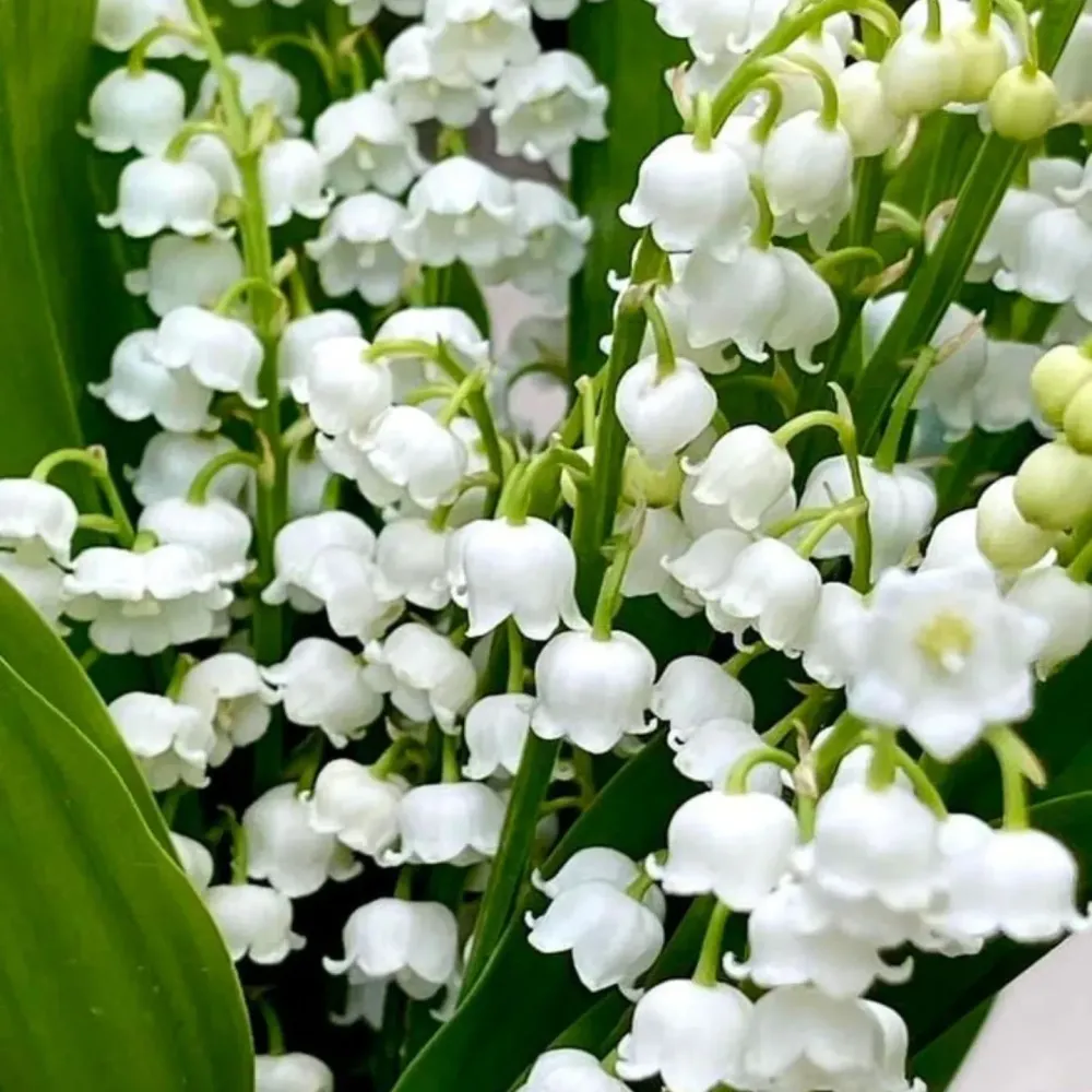 Muguet